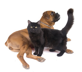 Obraz premium chien boxer et chat noir