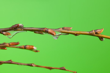 Rod with buds under melting ice