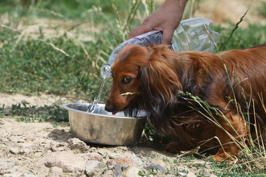 Teckel &agrave; poil long buvant l'eau dans la gamelle