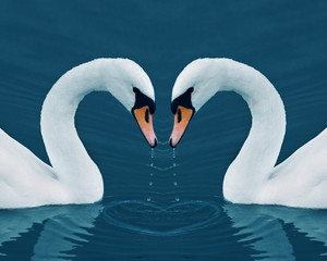 Fototapeta premium Two swans in the Calm Morning Lake - Valentine image with heart