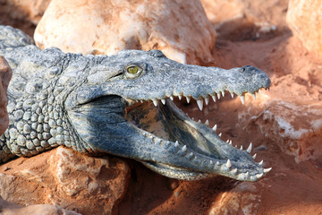 Nile crocodile