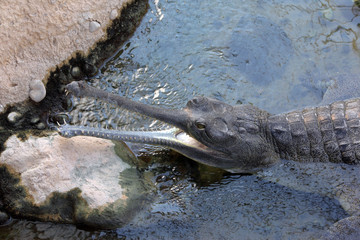 Indian Gavial