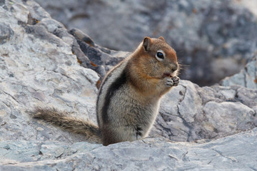 Golden-mantled ground squirrel, spermophilus lateralis