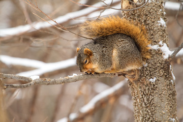 Fox Squirrel, Sciurus niger