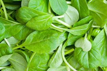 Organic Spring Mix Lettuce