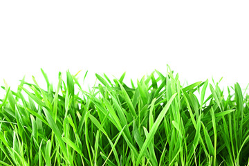 fresh spring green grass isolated on white background
