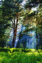 Haze in forest