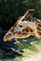 Giraffe