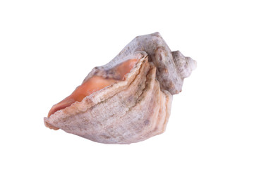 Sea shell