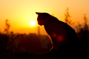 夕陽と猫