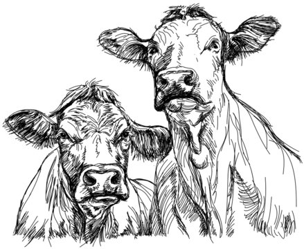 two cows - black and white sketch