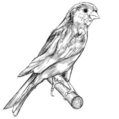 black and white sketch of a canary bird sitting on a branch