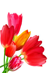 Flowers  tulips   flowering  blossoming bouquet