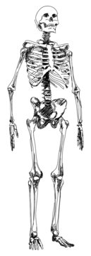 skeleton sketch - vector illustration