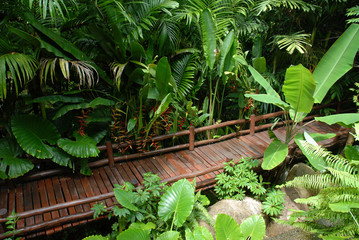 Dschungel mit Holzbrücke