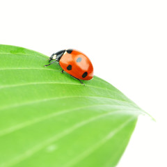 ladybug on leaf