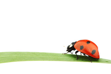 ladybug on grass