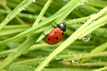 ladybug on grass