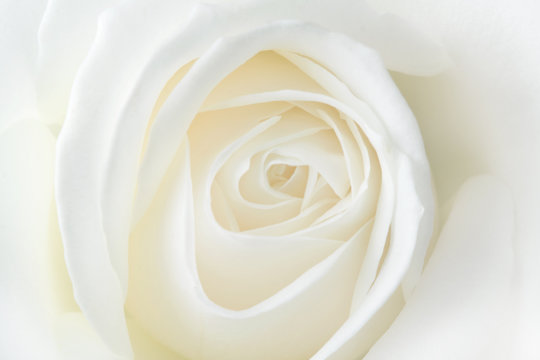 Fragile white rose. Macro.