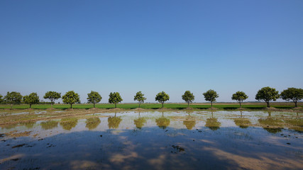 Mango trees and rice fields in Cambodia