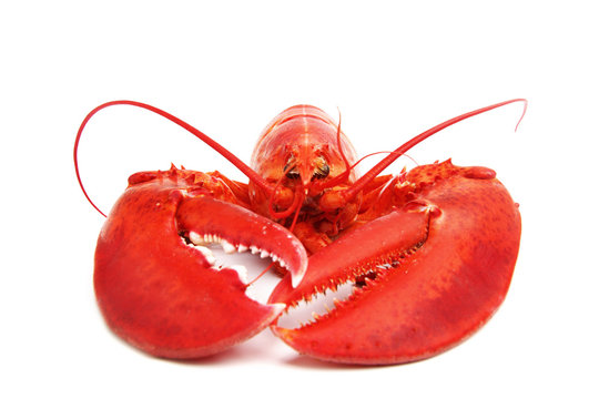 isolated lobster