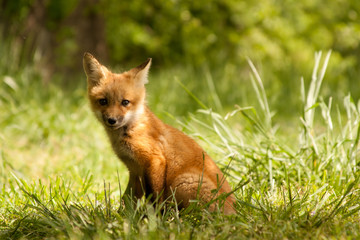 Red Fox Cub