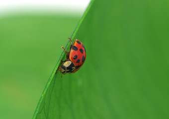 Ladybird