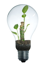 Lightbulb and plant