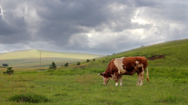 Bull on the pasture before the storm