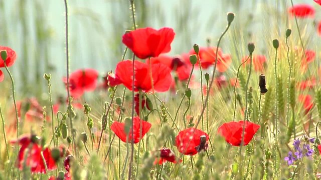 papaveri e grano e fiori