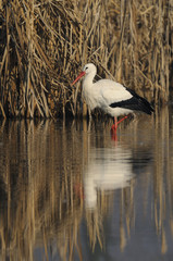 White Stork, Ciconia ciconia