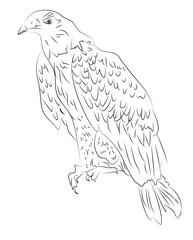 Sketch of eagle