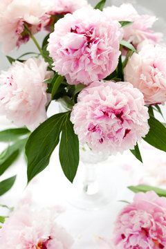 Fototapeta beautiful pink peony