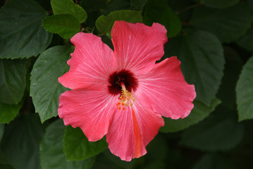 Blüte des Hibiskus