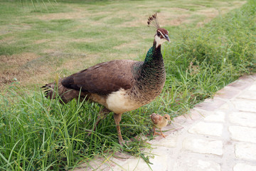 Pfau Weibchen mit Küken