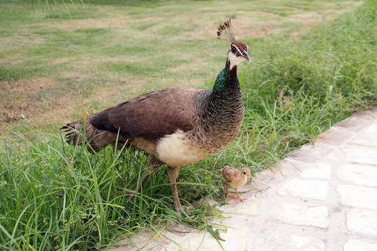Pfau Weibchen mit K&uuml;ken