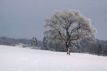Eiche im Schnee