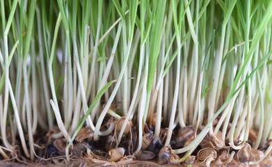 fresh green wheat sprouts patch