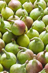 pears(vertical)