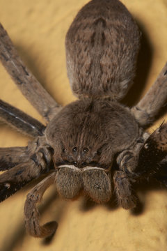 Close up of a rain spider #1