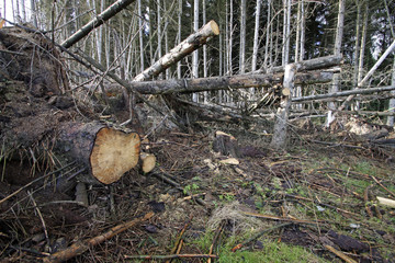 Teilweise aufgeräumter Windbruch in einem Nadelwald