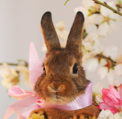 Osternhase © Natallia Vintsik