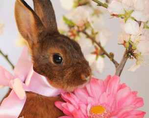 Osternhase