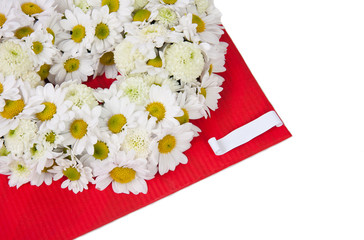 white camomile on red background