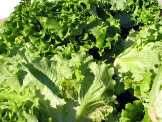 Salade ' Batavia ' au marché