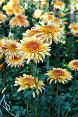 Chrysantemum