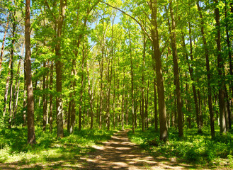 Fototapeta na wymiar Summer forest