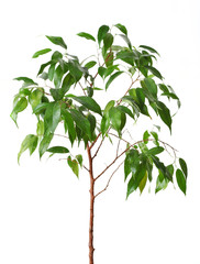 Green ficus tree Isolated white.