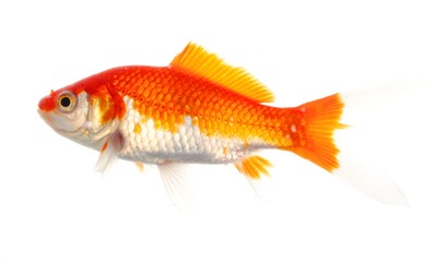 goldfish