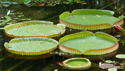 Seerose Victoria cruziana